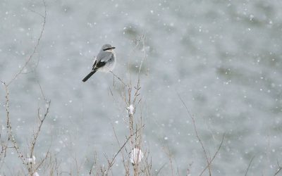 Aidez les oiseaux en les comptant!