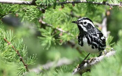 Accueillons nos « ornitho-marcheurs » en Ontario et au Québec