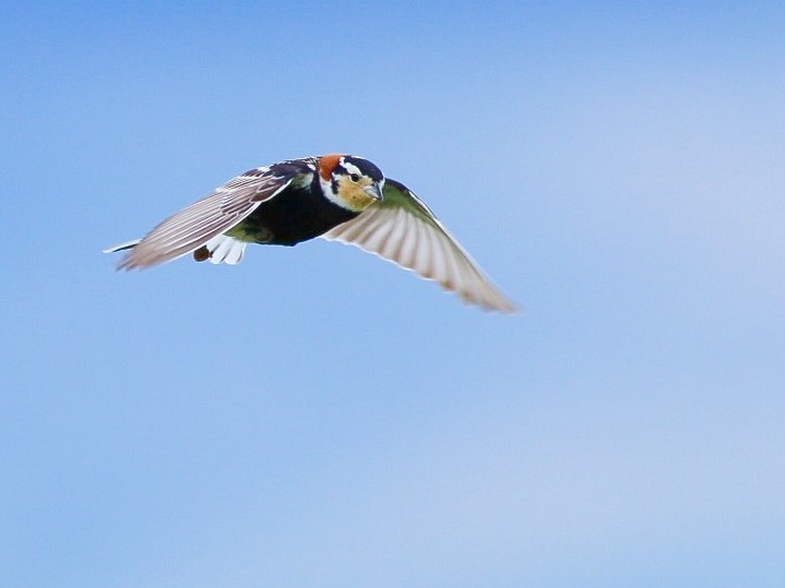Un nouveau programme qui profitera aux éleveurs de bétail et aux oiseaux des prairies