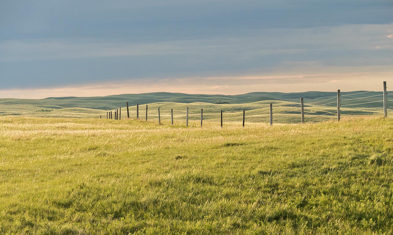 Un nouveau programme qui profitera aux éleveurs de bétail et aux oiseaux des prairies