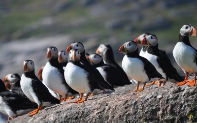 L’Atlas des oiseaux nicheurs de Terre-Neuve prend son envol… à domicile!