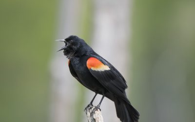 Malgré la COVID-19, nous sommes toujours au travail pour les oiseaux du Canada!