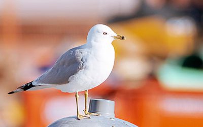 Pour rester unis, la version « pour emporter » de la Fête des oiseaux de Toronto!