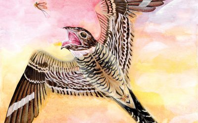 Profil d’espèce : L’Engoulevent d’Amérique, un insectivore sonore