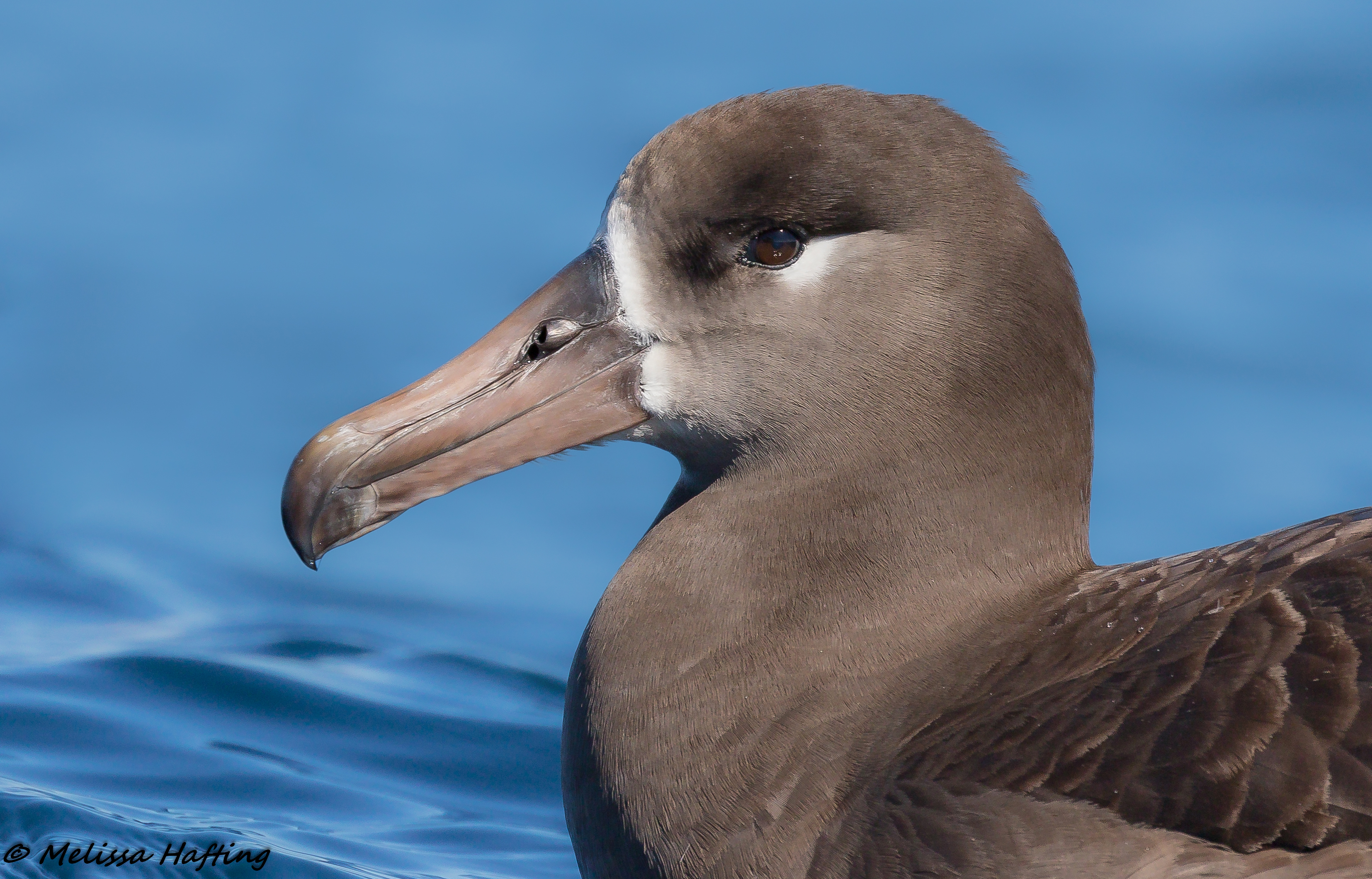 Célébrons la toute première Journée mondiale des albatros!