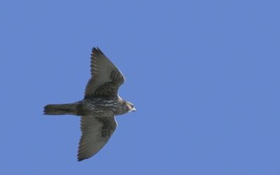 Observer les oiseaux de chez soi, une perspective nouvelle