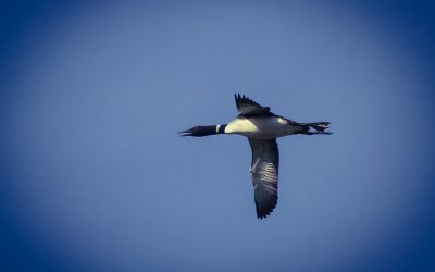 Le Plongeon huard, une espèce fascinante et… fragile