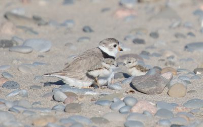 Le point sur nos programmes de recherche et de conservation