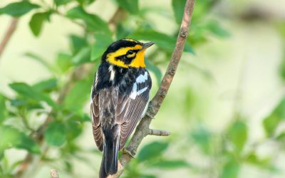 La migration des oiseaux, le plus grand événement qui N’A PAS été annulé!