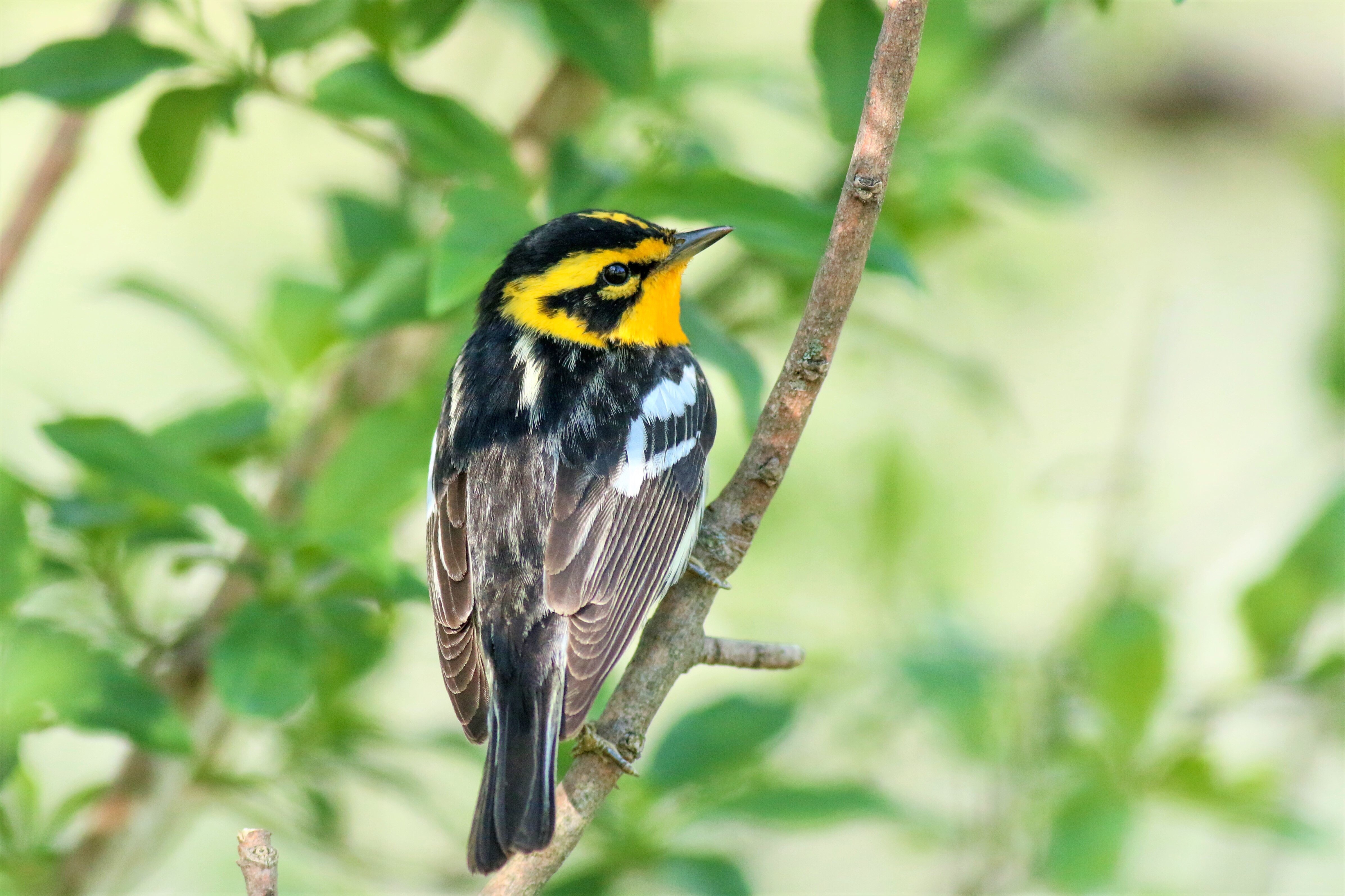 La migration des oiseaux, le plus grand événement qui N’A PAS été annulé!