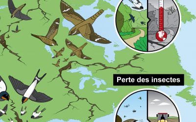 Une feuille de route pour la préservation des insectivores aériens