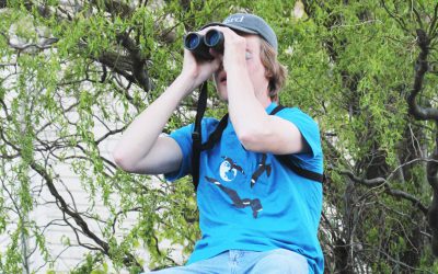 Le Birdathon 2020 : partout, en tout temps