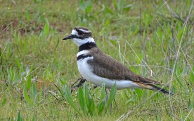 Des citoyens scientifiques nous aident à déterminer les avantages de la réduction de la circulation pour les oiseaux du Refuge d’oiseaux migrateurs de la Lagune-Esquimalt