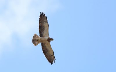 Taxonomie des rapaces : l’harmonisation des listes profiterait à la conservation