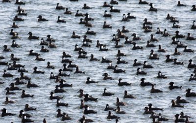Le 120e Recensement des oiseaux de Noël : sommaire pour le Canada