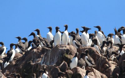 Mises à jour importantes pour les membres d’Oiseaux Canada