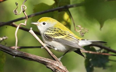 Les oiseaux et l’automne, un beau mariage
