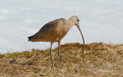 Les Courlis à long bec, beaucoup de gens s’en occupent