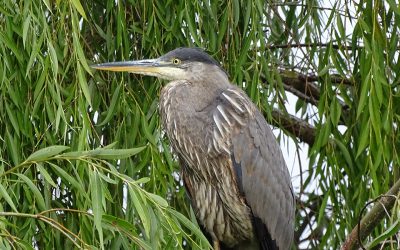 Apprécier et protéger les oiseaux de Delta (C.-B.)
