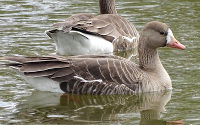 Bénévoles recherchés pour deux relevés sur la côte ouest