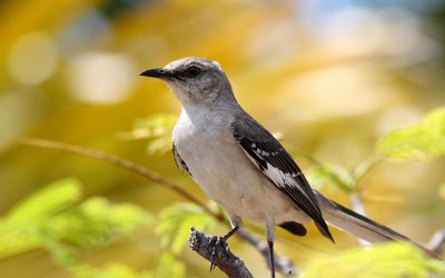 Retour en force de la Migratory Bird Treaty Act : une victoire pour les oiseaux et leurs défenseurs!
