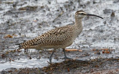Les oiseaux ont besoin de votre soutien cet automne