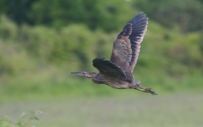 Profil d’espèce : Le Butor d’Amérique, un taureau à plumes