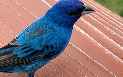 Sauvez des oiseaux. Prévenez des collisions cet automne.