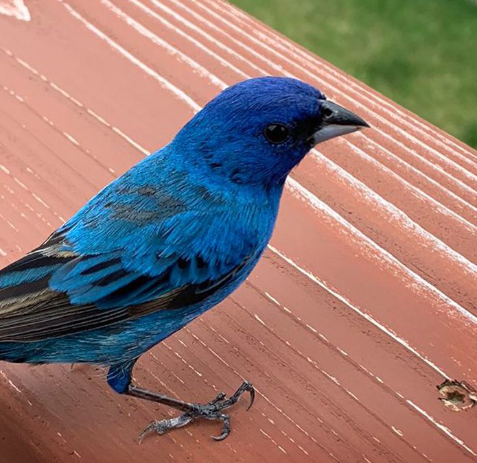 Sauvez des oiseaux. Prévenez des collisions cet automne.