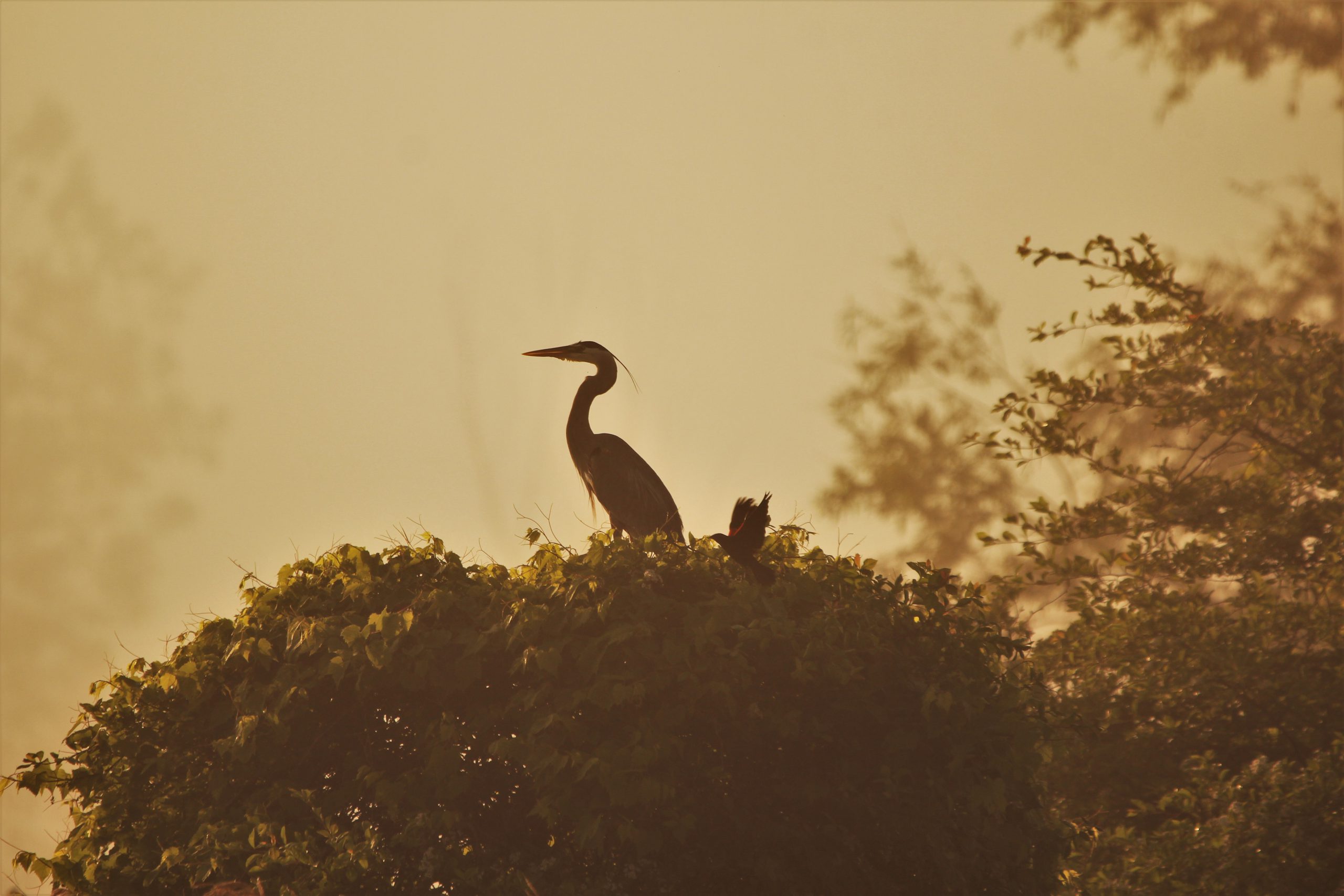 Great Blue Heron_Onorina Maola