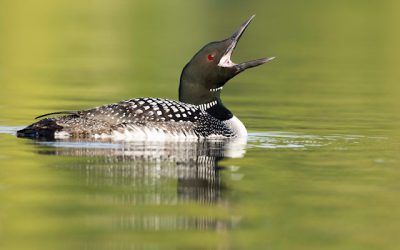 L’année du plongeon : un cycle biologique complexe
