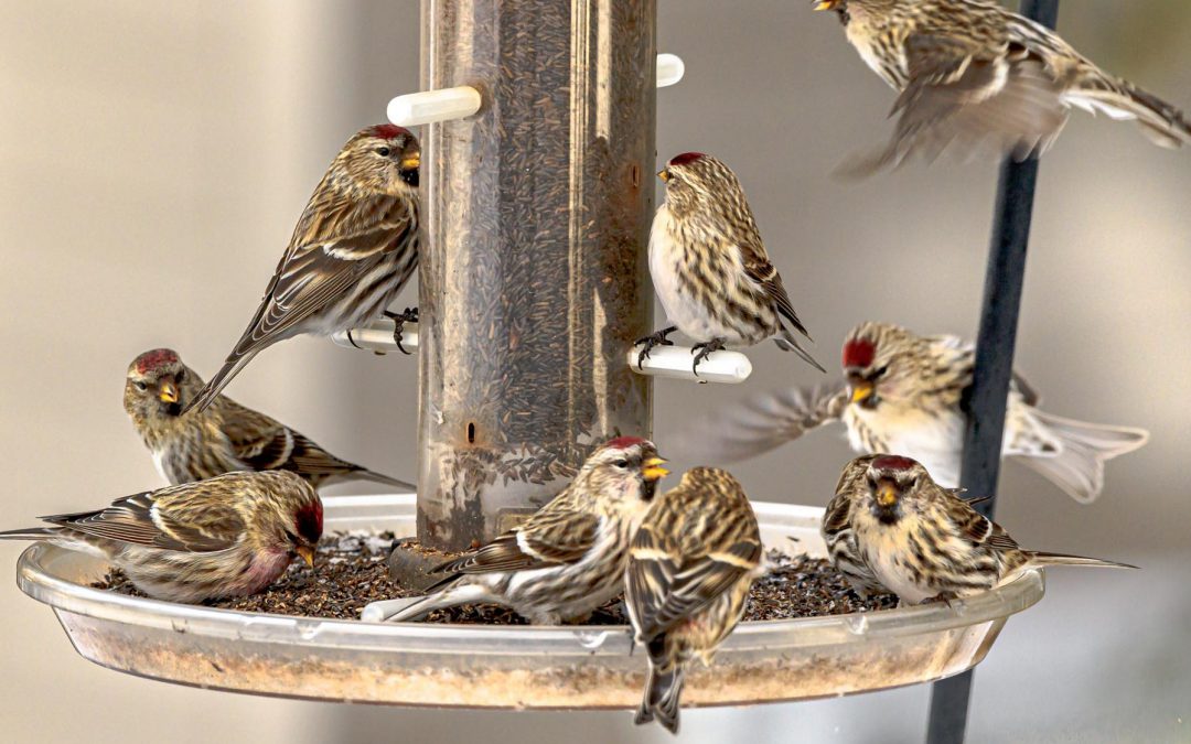Project FeederWatch Media Release