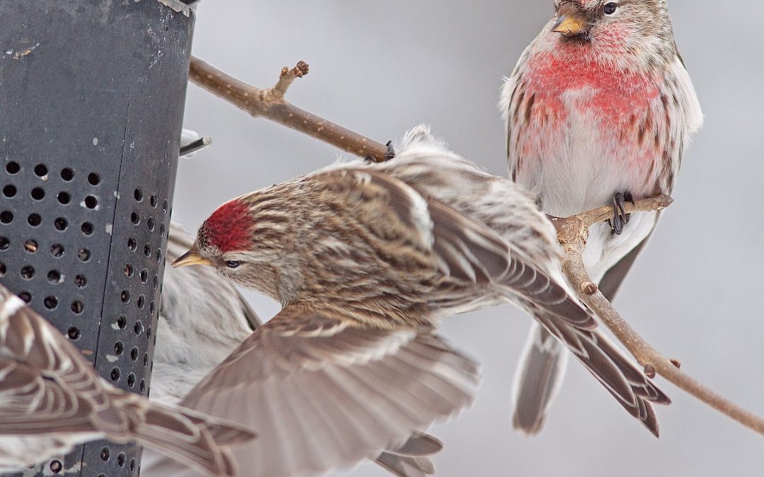 Avec le Projet FeederWatch, vous serez aux oiseaux cet hiver!