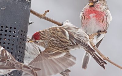 Avec le Projet FeederWatch, vous serez aux oiseaux cet hiver!