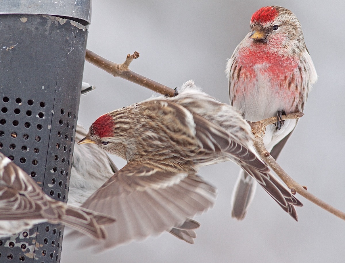 Avec le Projet FeederWatch, vous serez aux oiseaux cet hiver!