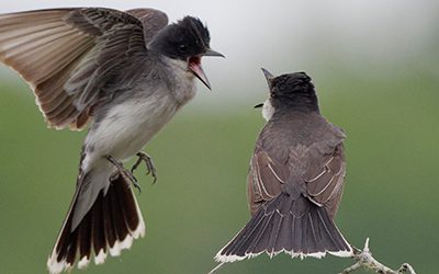 Oyez! Oyez! La période d’inscription au 3e Atlas des oiseaux nicheurs de l’Ontario est ouverte!