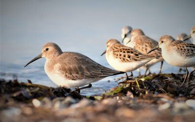 Étude du déclin des populations de limicoles migrateurs: une perspective hémisphérique