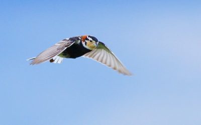 Profil d’espèce: Plectrophane à ventre noir, l’Ambassadeur aviaire 2025 d’Oiseaux Canada