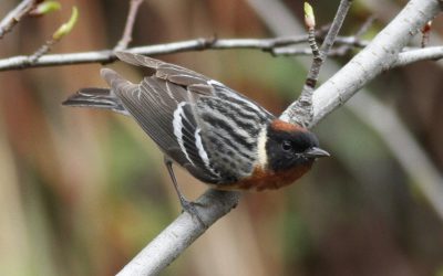 L’an un de l’Atlas des oiseaux nicheurs de Terre-Neuve: un franc succès