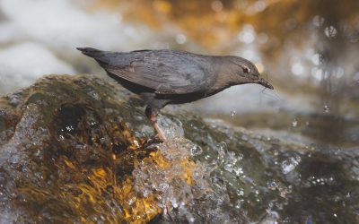 Concours de photos d’oiseaux d’hiver d’Oiseaux Canada