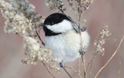 Donnez un cadeau qui soutient la conservation des oiseaux