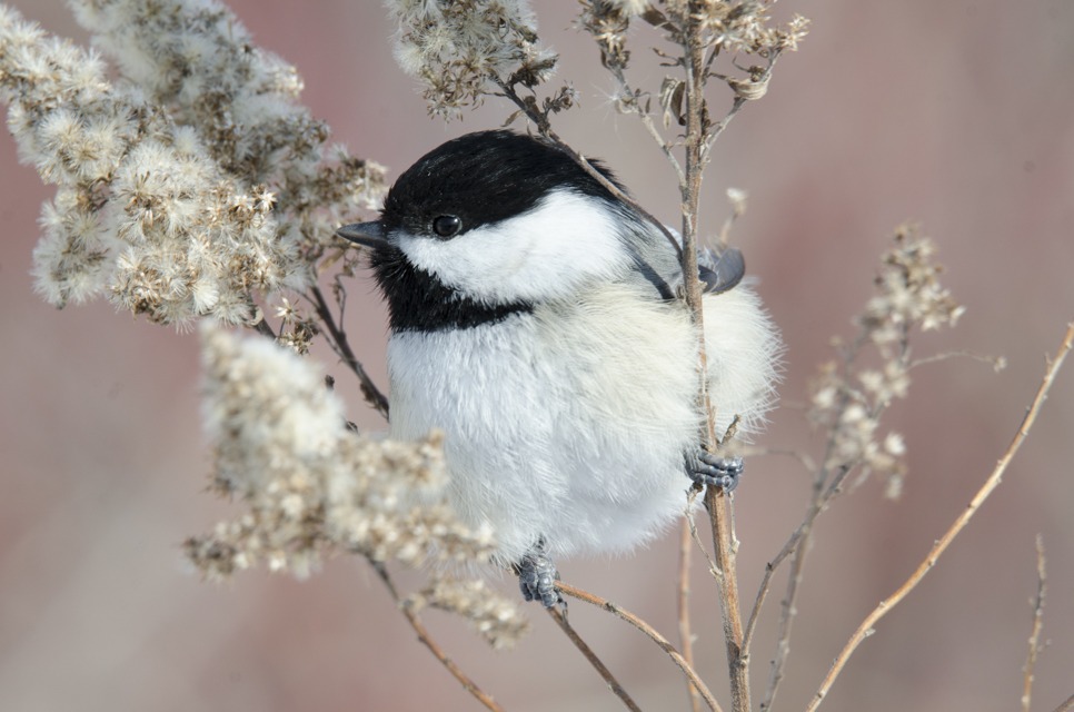 A Black-capped Chickadee
