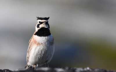 Effets des changements climatiques et des extrêmes météorologiques sur les oiseaux alpins