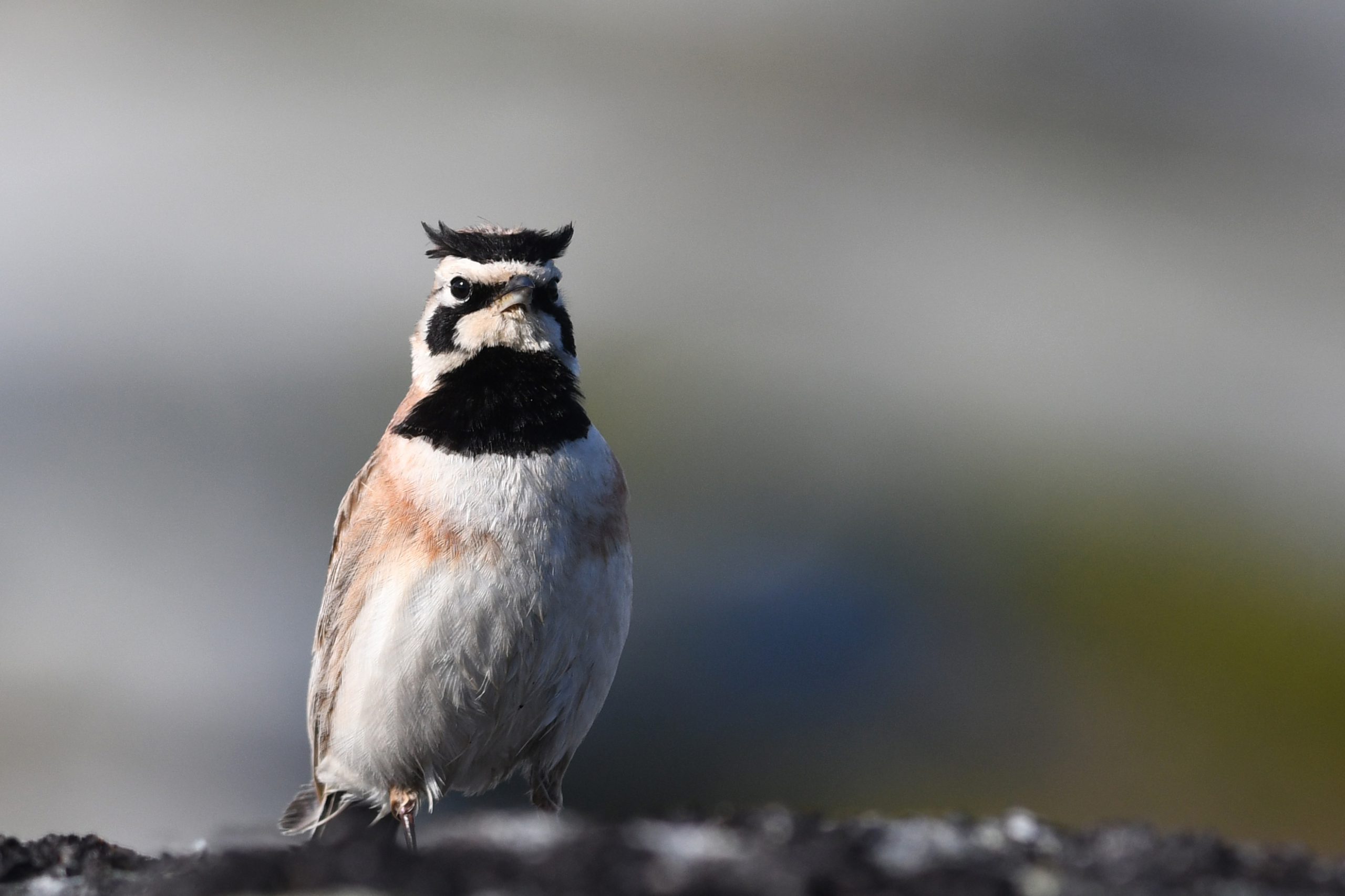 Horned Lark