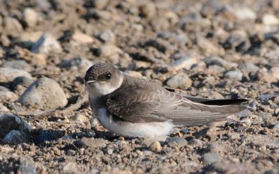 Technicienne/technicien, Intendance des oiseaux côtiers au Nouveau-Brunswick