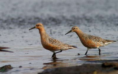 Évaluation récente de quatre espèces d’oiseaux par le COSEPAC