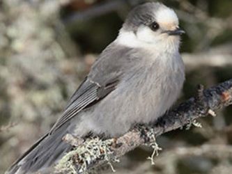 le Grand dénombrement des oiseaux de février