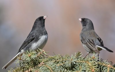 Maintenez l’espoir en vie pour les oiseaux en 2021