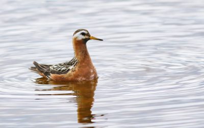 Le Phalarope à bec large, l’oiseau qui tourne en rond