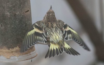 Protection des oiseaux aux mangeoires sur la côte ouest – Mesures immédiates requises